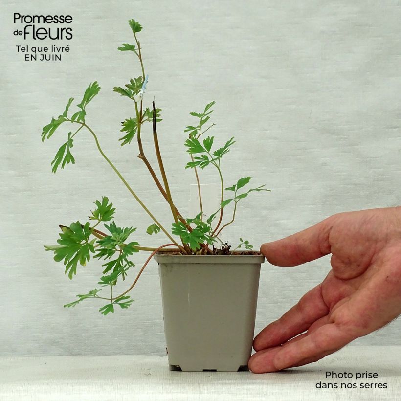 Esemplare di Corydalis flexuosa elata Craigton Blue Vasetto da 8/9 cm consegnato in estate