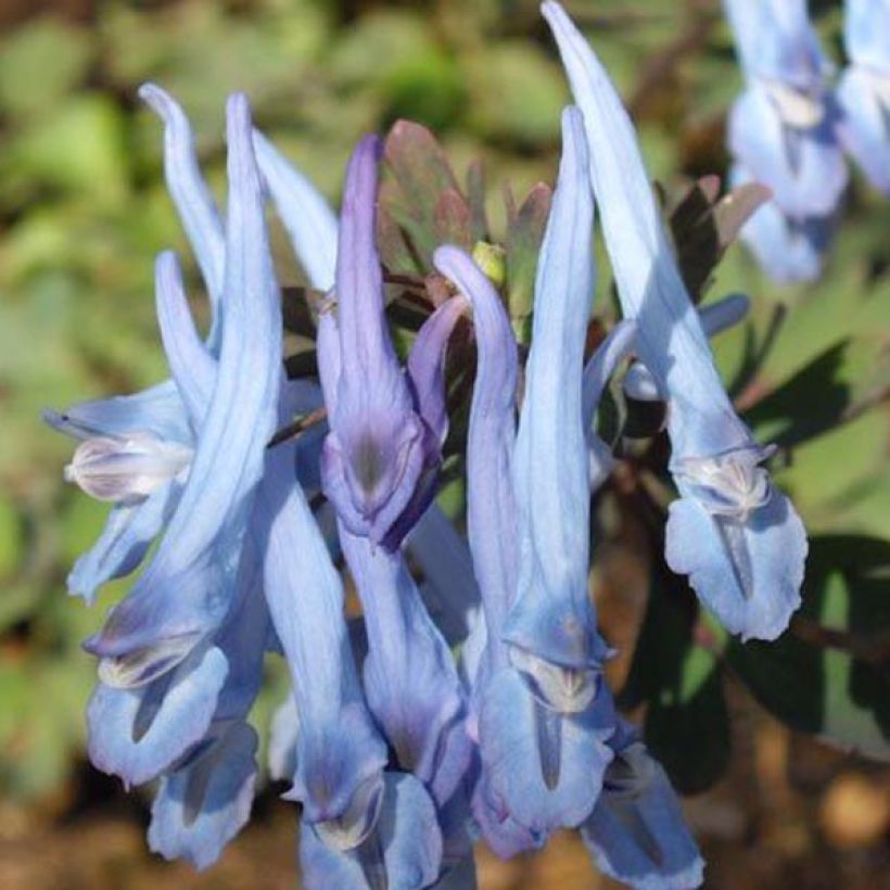 Corydalis flexuosa China Blue (Fioritura)