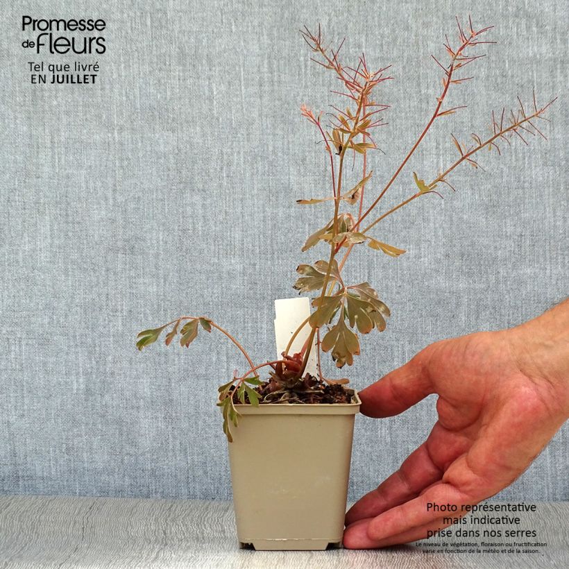 Esemplare di Corydalis flexuosa Porcelain Blue Vasetto da 8/9 cm consegnato in estate