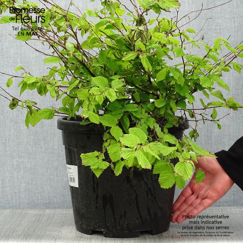Corylopsis pauciflora - Falso nocciolo Vaso da 12L/15L esemplare consegnato in primavera