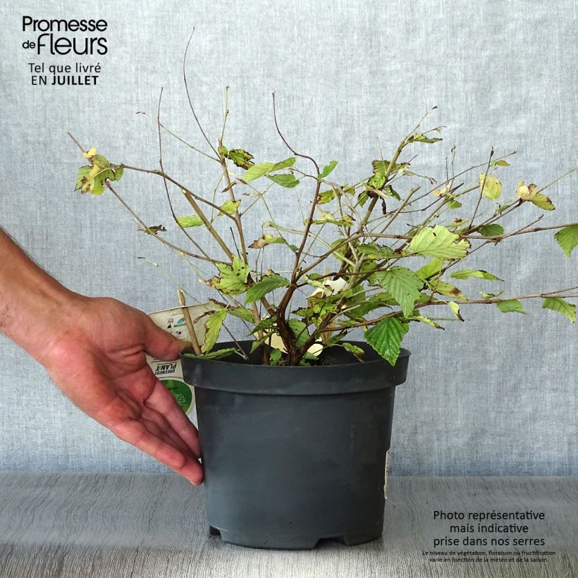 Esemplare di Corylopsis pauciflora - Falso nocciolo Vaso da 2L/3L consegnato in estate