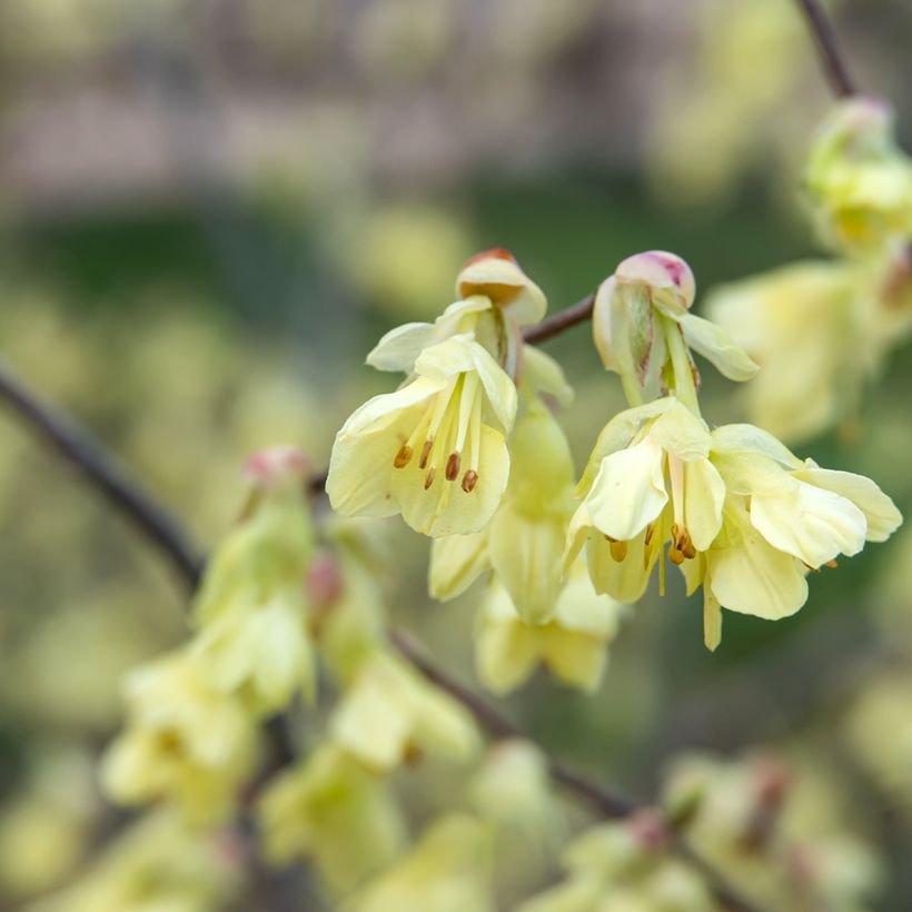 Corylopsis pauciflora - Falso nocciolo (Fioritura)