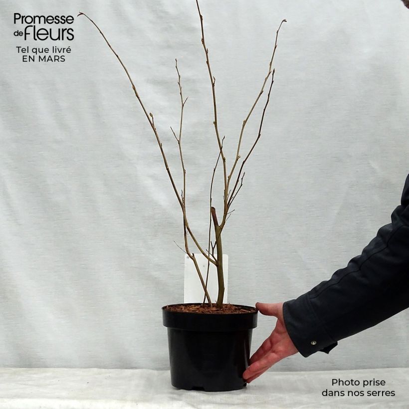 Corylopsis spicata - Falso nocciolo Vaso da 2L/3L esemplare consegnato in primavera