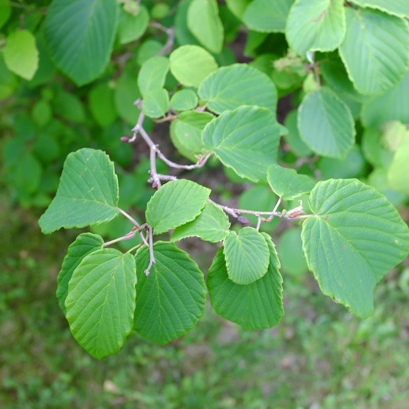 Corylopsis spicata - Falso nocciolo (Fogliame)
