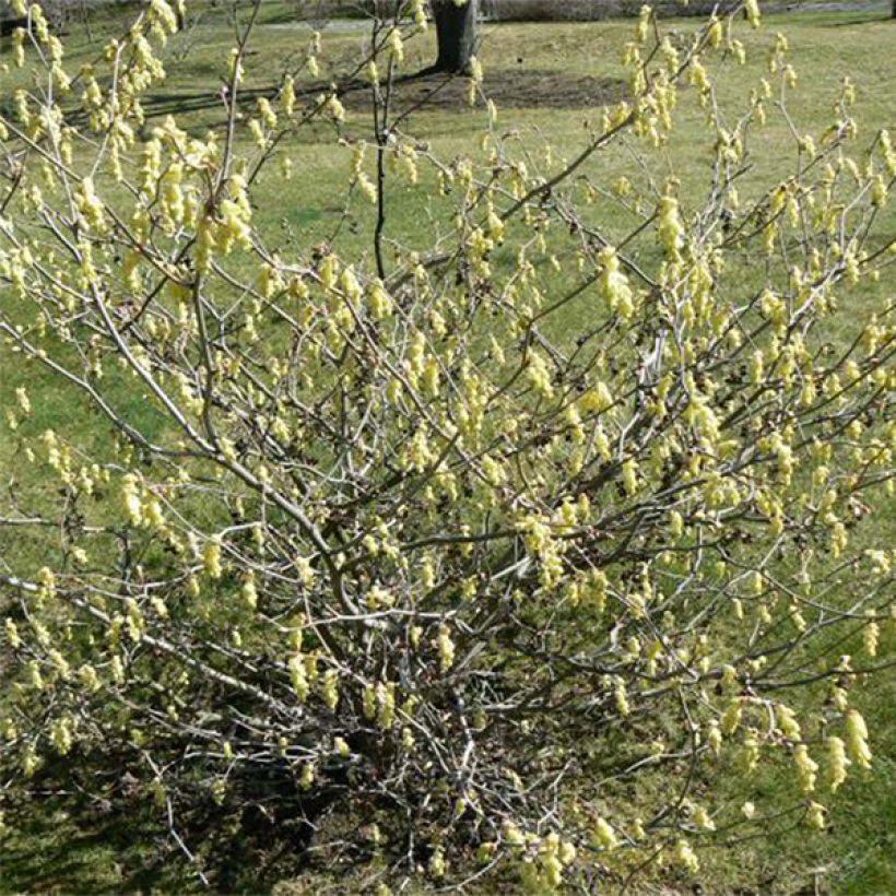 Corylopsis Spring Purple - Falso nocciolo (Porto)