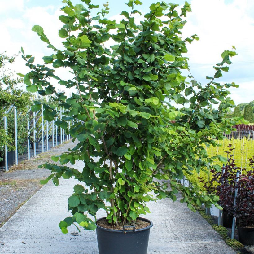 Corylus avellana - Nocciòlo Vaso da 80L/90L esemplare consegnato in primavera