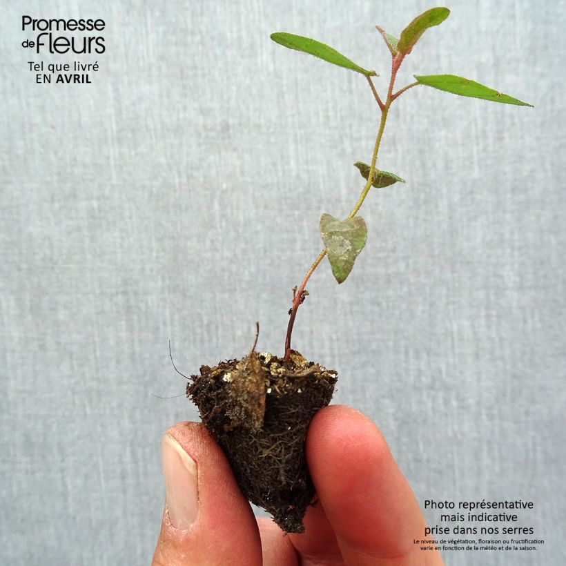 Corymbia citriodora - Eucalipto citrato Mini zolla Ø 1,5/2,5 cm esemplare consegnato in primavera