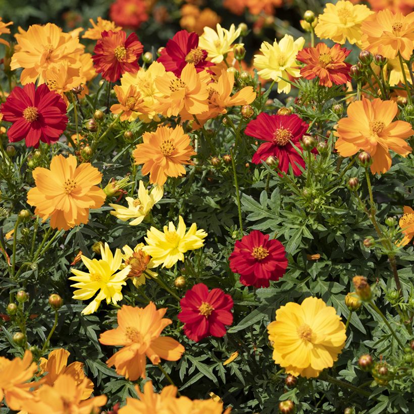 Cosmos sulphureus Brightness Mixed - Cosmea arancione (Fioritura)