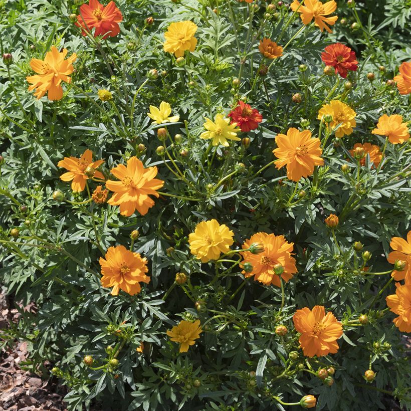 Cosmos sulphureus Brightness Mixed - Cosmea arancione (Porto)