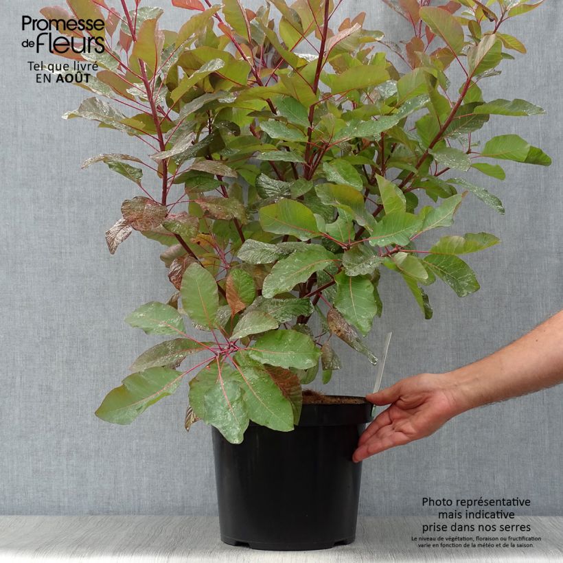 Esemplare di Cotinus Grace - Scotano Vaso da 7,5L/10L consegnato in estate