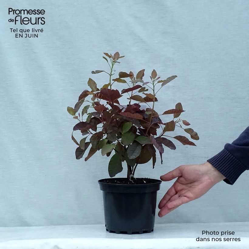 Esemplare di Cotinus Grace - Scotano Vaso da 2L/3L consegnato in estate