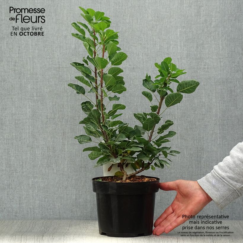 Esemplare di Cotinus coggygria Joe Vaso da 3L/4L come consegnato in autunno