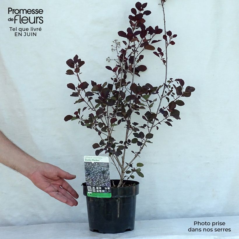 Esemplare di Cotinus coggygria Dusky Maiden Vaso da 3L/4L consegnato in estate
