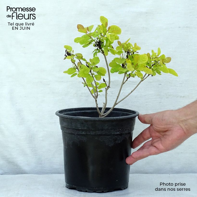 Esemplare di Cotinus coggygria Golden Lady Vaso da 3L/4L consegnato in estate