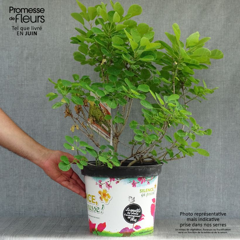 Esemplare di Cotinus coggygria Golden Lady Vaso da 7,5L/10L consegnato in estate
