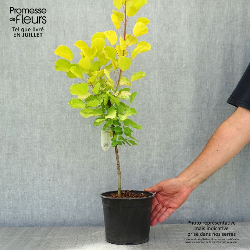 Esemplare di Cotinus coggygria Golden Spirit Vaso da 2L/3L consegnato in estate
