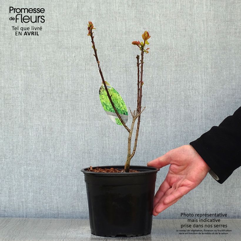 Cotinus coggygria Golden Spirit - Arbre à Perruques Doré Pot de 2L/3L esemplare consegnato in primavera