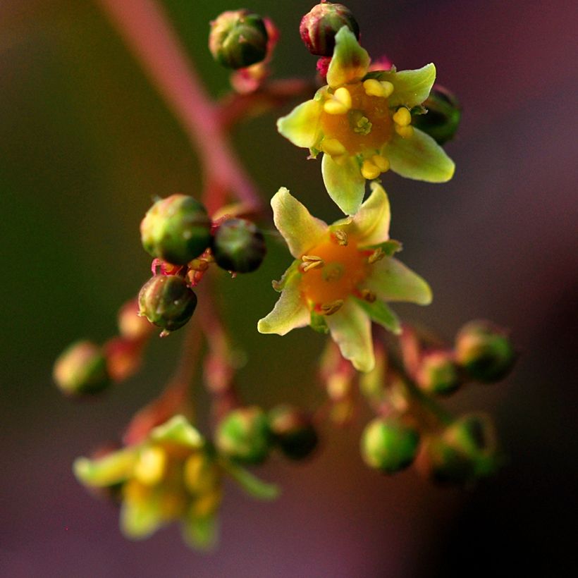 Cotinus coggygria Lilla (Fioritura)
