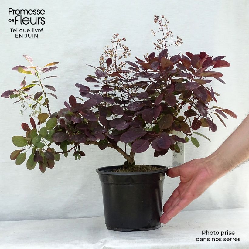 Esemplare di Cotinus coggygria Royal Purple Vaso da 2L/3L consegnato in estate
