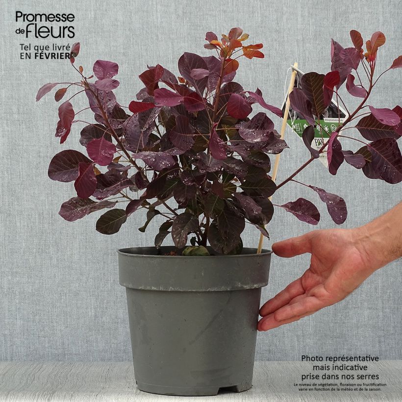 Esemplare di Cotinus coggygria Winecraft Black Vaso da 4L/5L come consegnato in autunno