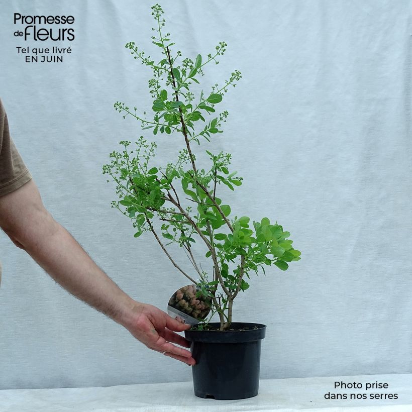 Esemplare di Cotinus coggygria Young Lady Vaso da 2L/3L consegnato in estate