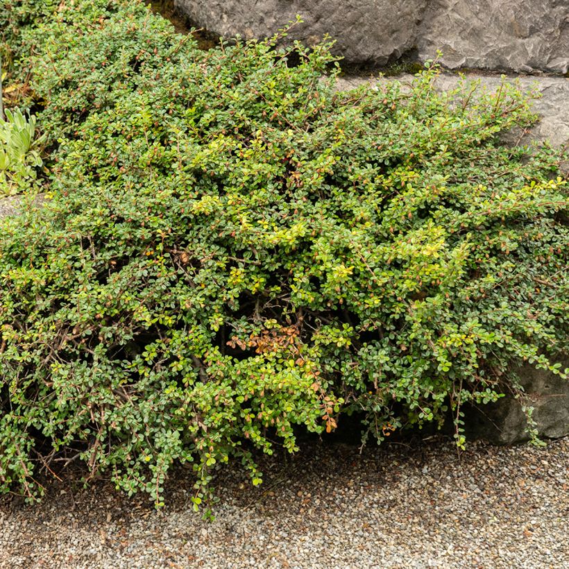 Cotoneaster adpressus (Porto)