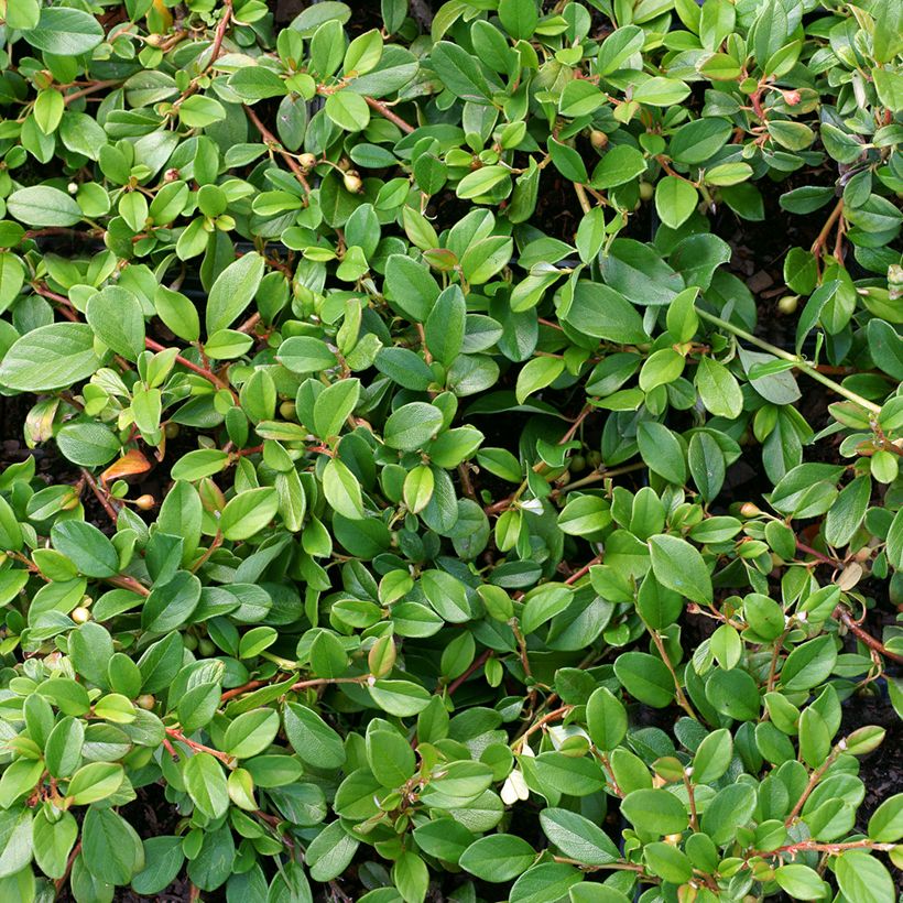 Cotoneaster dammeri (Fogliame)