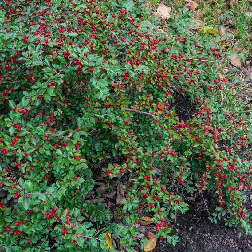 Cotoneaster dammeri (Porto)
