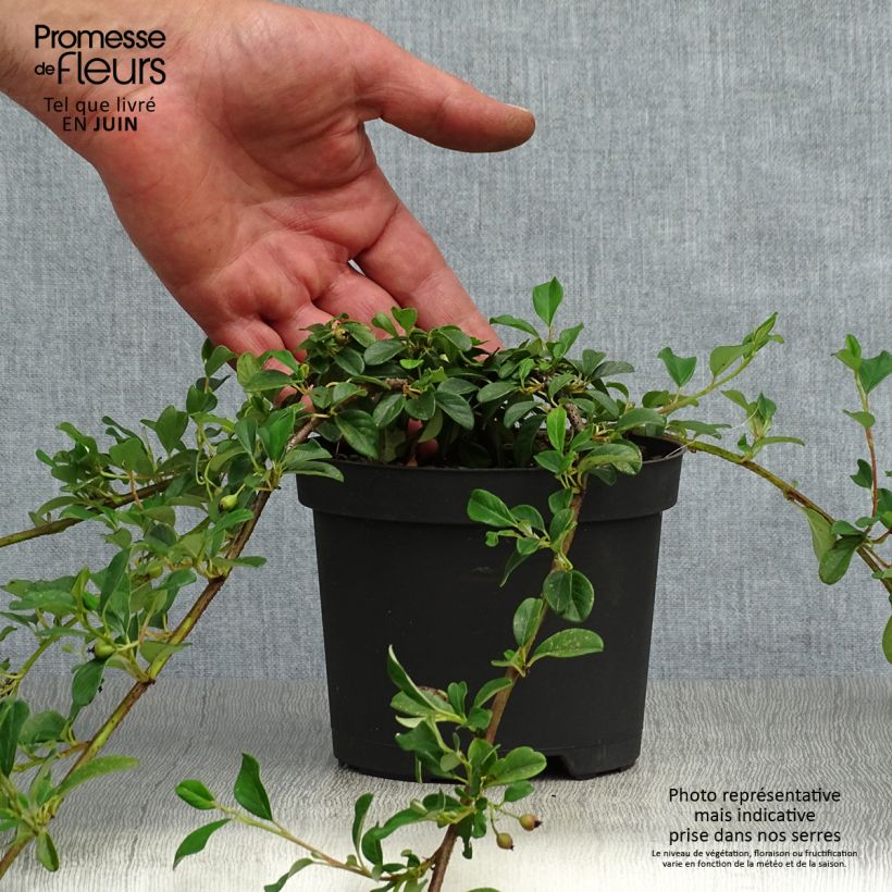 Esemplare di Cotoneaster dammeri Vasetto da 8/9 cm consegnato in estate