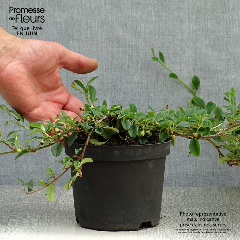 Esemplare di Cotoneaster dammeri Vaso da 1L/1,5L consegnato in estate