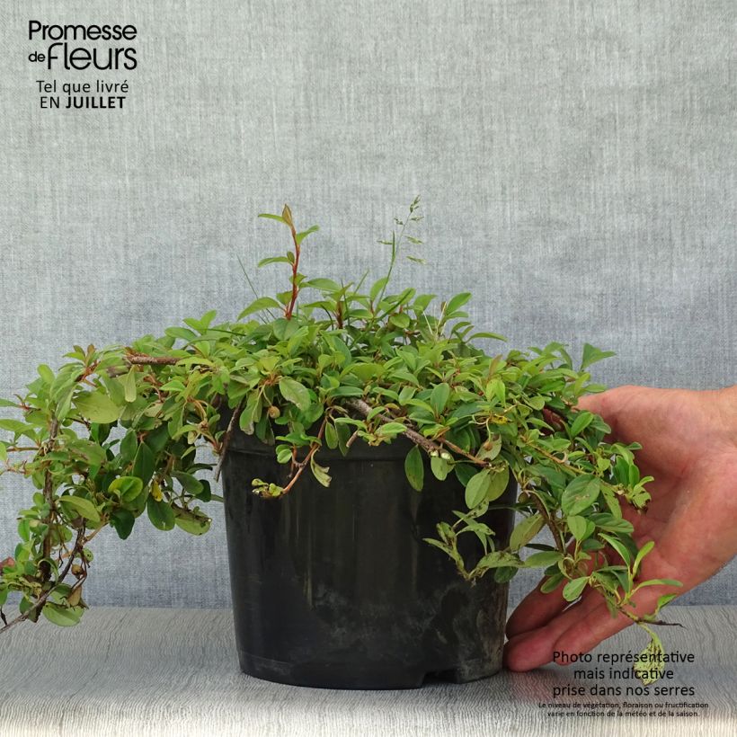 Esemplare di Cotoneaster dammeri Vaso da 2L/3L consegnato in estate