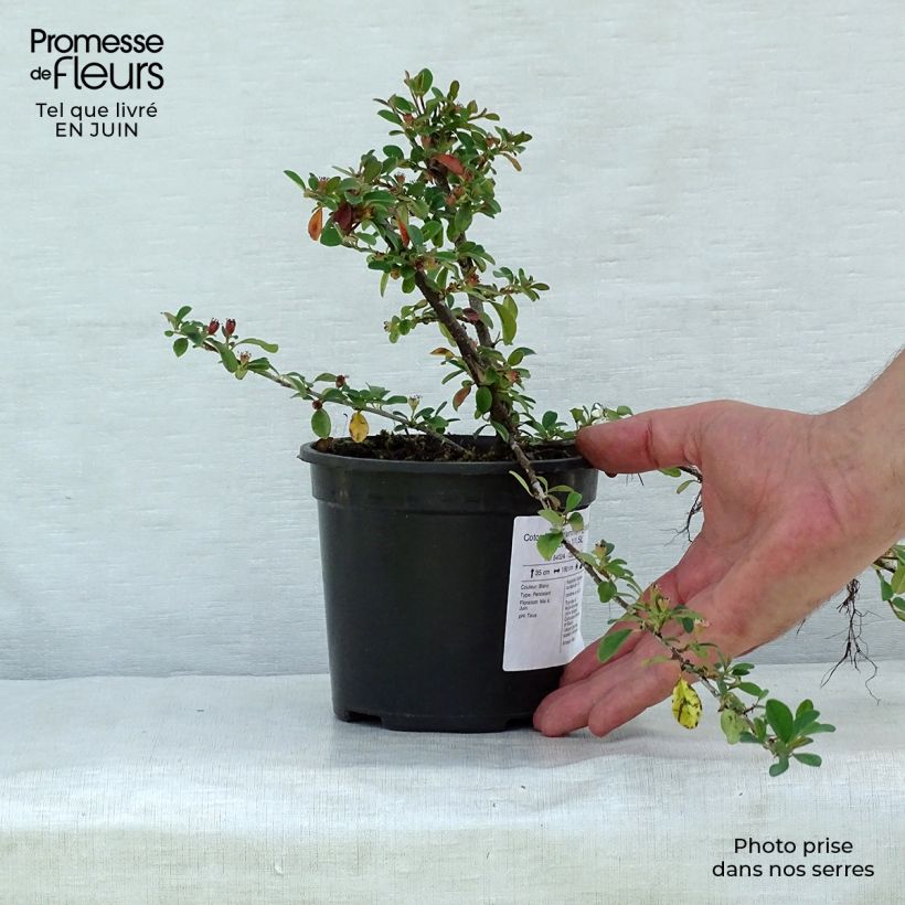 Esemplare di Cotoneaster dammeri Eichholz Vaso da 1L/1,5L consegnato in estate