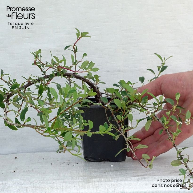 Esemplare di Cotoneaster dammeri Eichholz Vasetto da 8/9 cm consegnato in estate