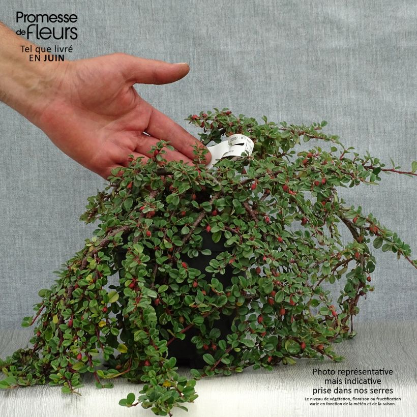 Esemplare di Cotoneaster dammeri Evergreen Vaso da 2L/3L consegnato in estate