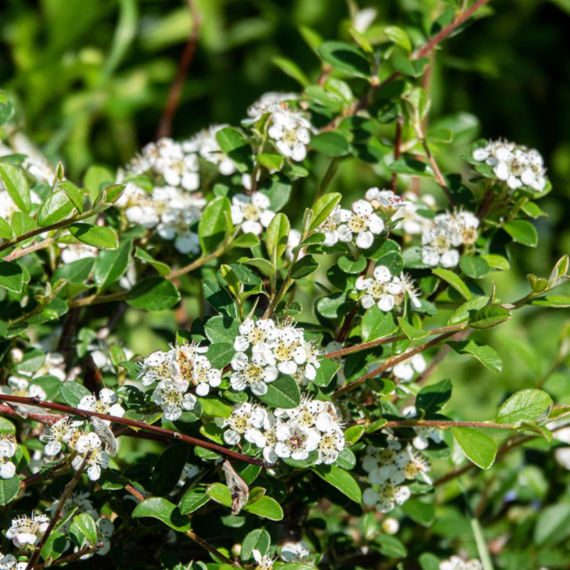 Cotoneaster dammeri Major (Fioritura)