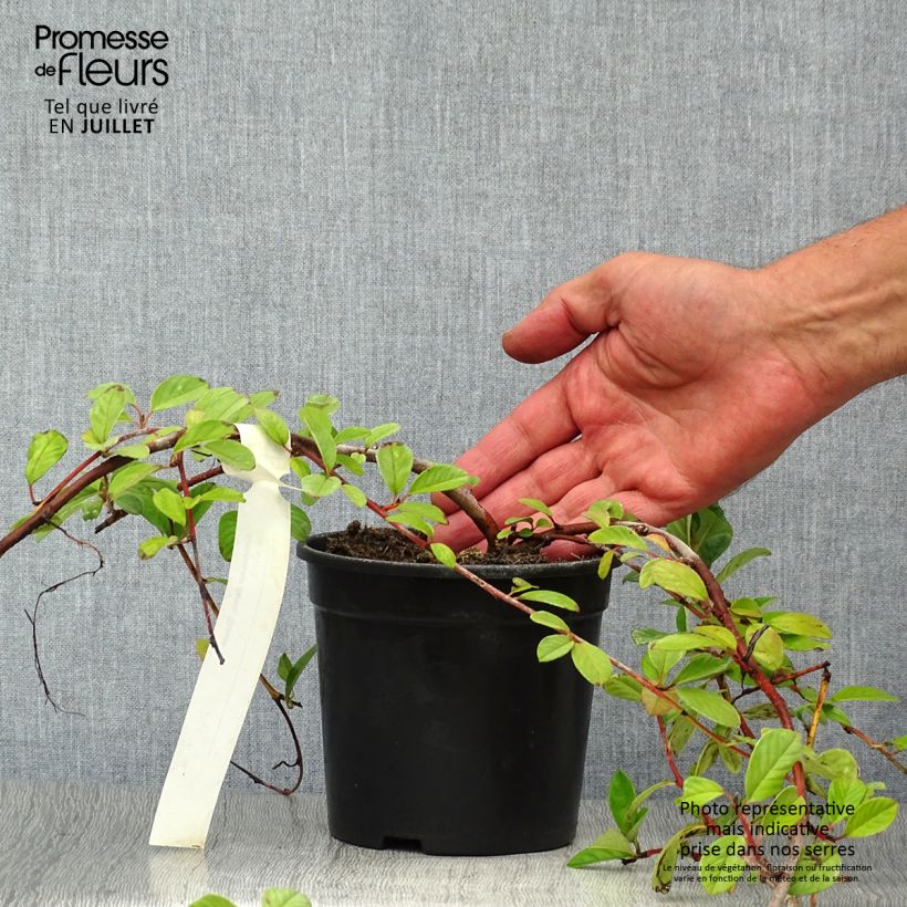 Esemplare di Cotoneaster dammeri Schoon Vaso da 1L/1,5L consegnato in estate