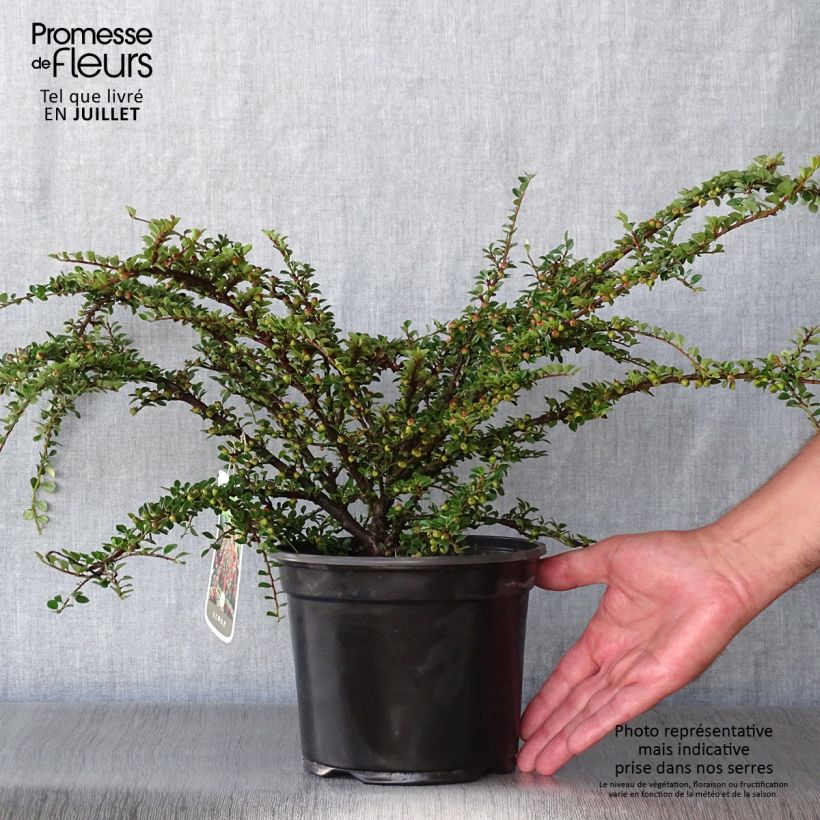 Esemplare di Cotoneaster horizontalis - Cotognastro tappezzante Vaso da 2L/3L consegnato in estate