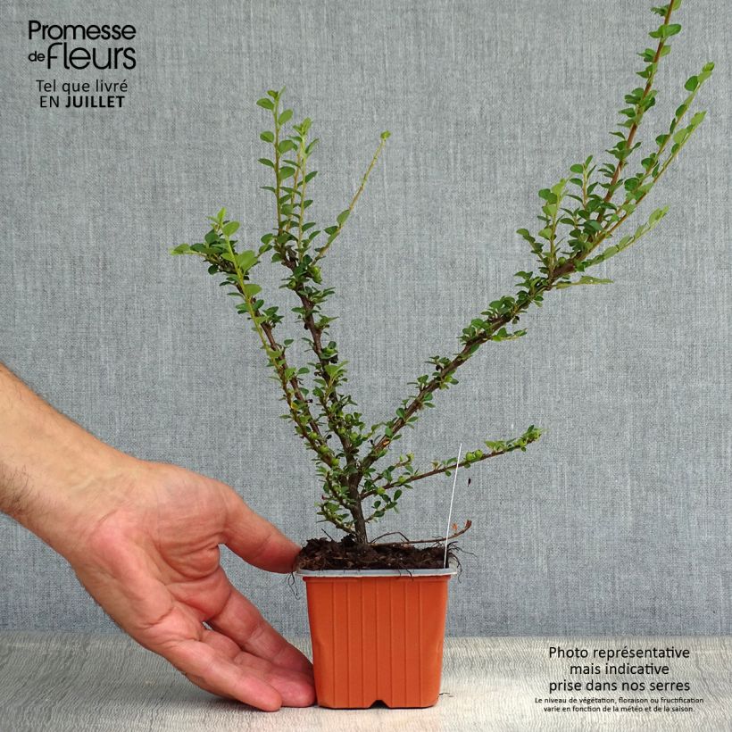 Esemplare di Cotoneaster horizontalis - Cotognastro tappezzante Vasetto da 8/9 cm consegnato in estate