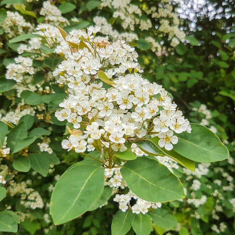 Cotoneaster lacteus - Cotognastro latteo (Fioritura)