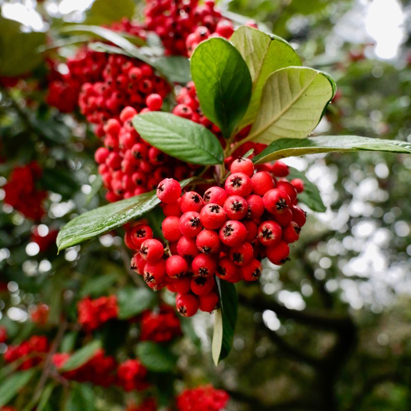 Cotoneaster lacteus - Cotognastro latteo (Raccolta)