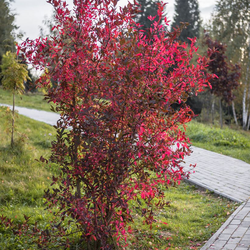Cotoneaster lucidus (Porto)
