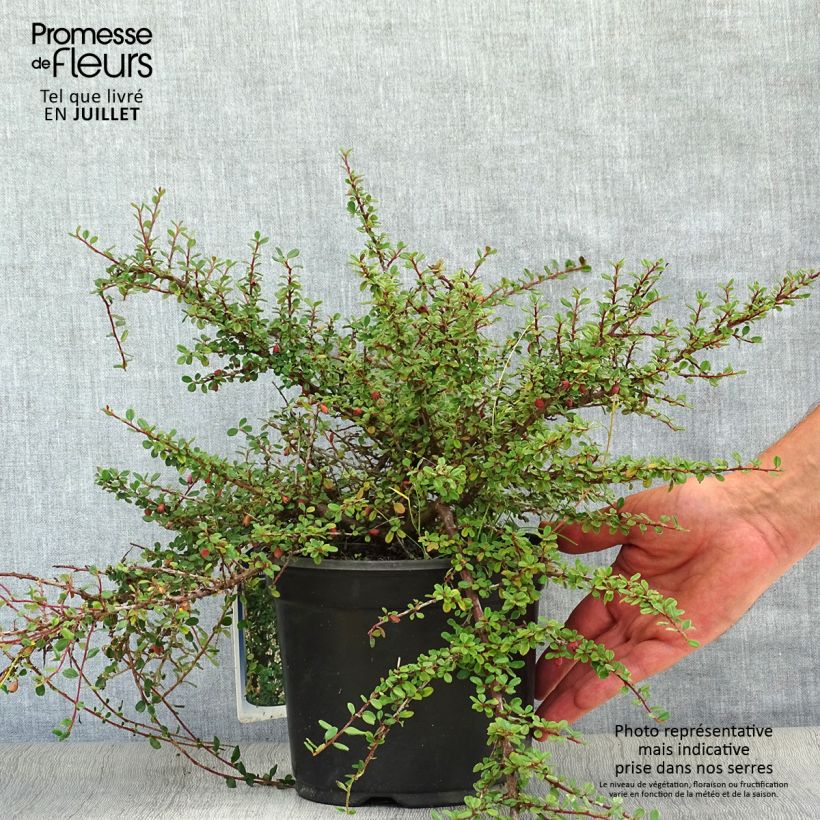 Esemplare di Cotoneaster microphyllus Vaso da 2L/3L consegnato in estate