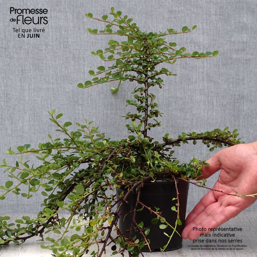 Esemplare di Cotoneaster procumbens Queen of Carpets Vaso da 1L/1,5L consegnato in estate