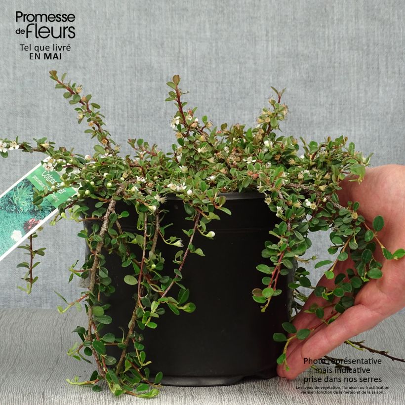 Cotoneaster procumbens Streibs Findling - Cotonéaster rampant Pot de 2L/3L esemplare consegnato in primavera
