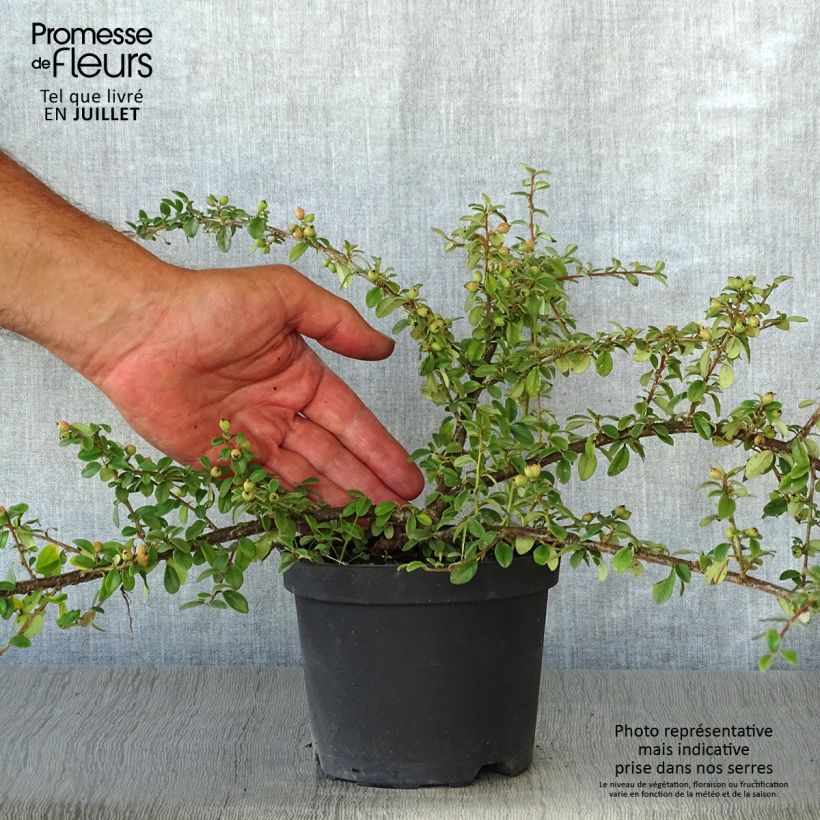 Esemplare di Cotoneaster suecicus Coral Beauty Vaso da 1L/1,5L consegnato in estate