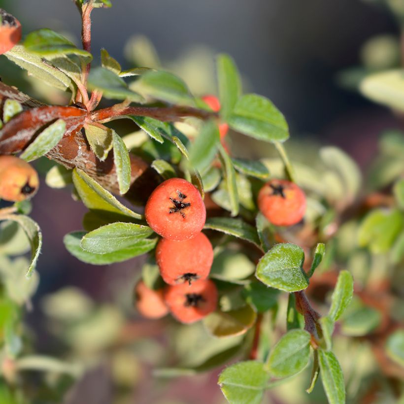 Cotoneaster suecicus Coral Beauty (Raccolta)