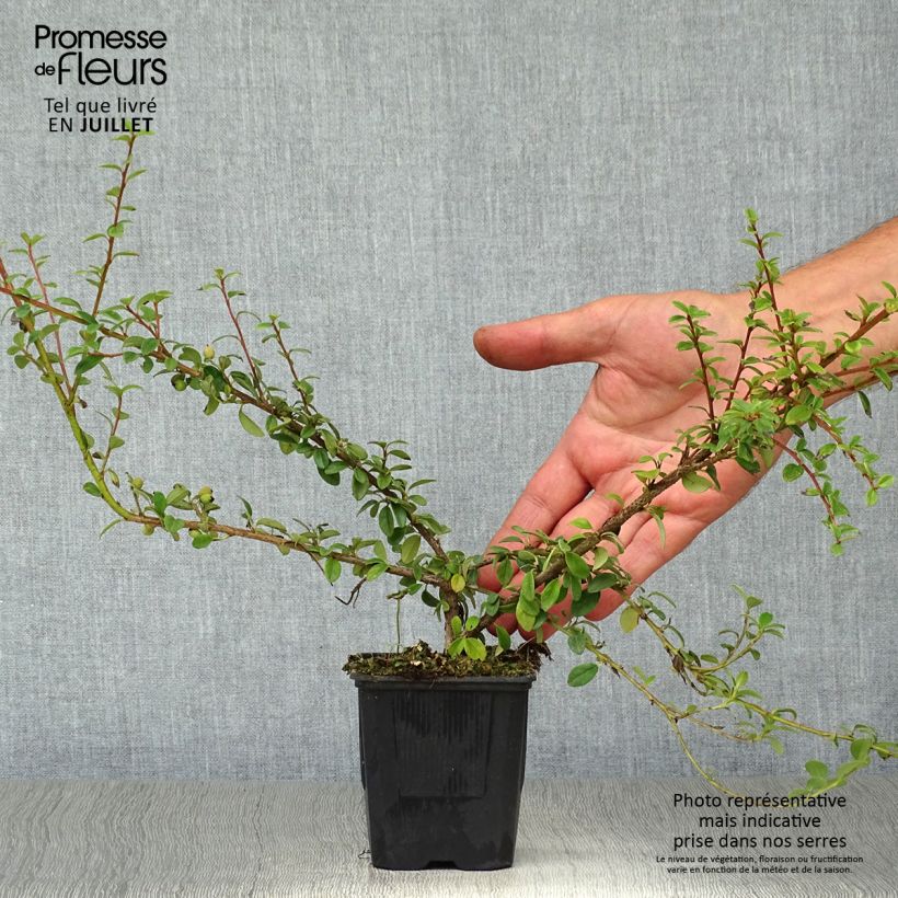 Esemplare di Cotoneaster suecicus Coral Beauty Vasetto da 8/9 cm consegnato in estate