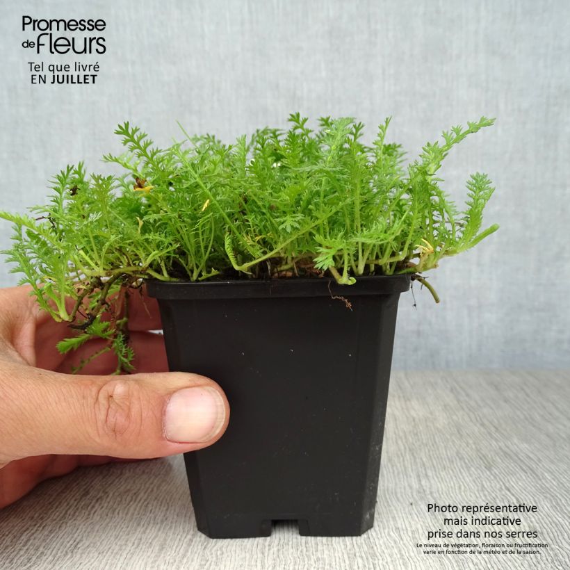 Esemplare di Leptinella squalida Vasetto da 8/9 cm consegnato in estate
