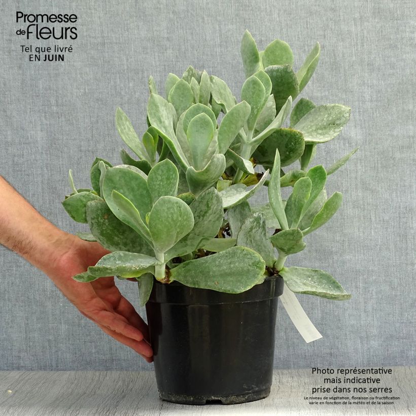Esemplare di Cotyledon orbiculata Gray Vaso da 3L/4L consegnato in estate