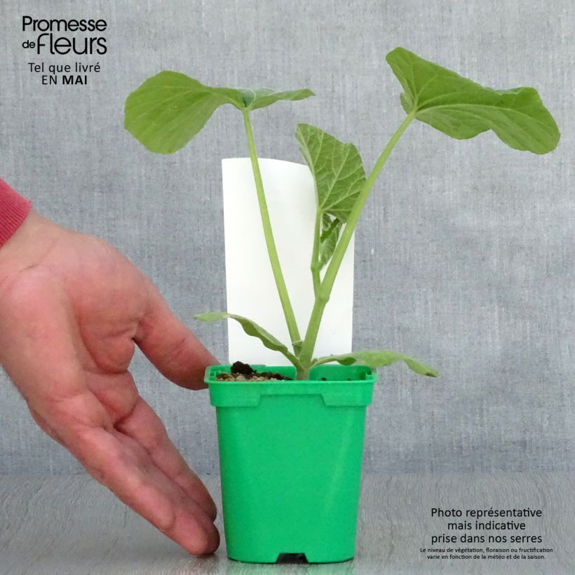 Zucca moscata Sibelle F1 Vaso da Ø 10 cm/11 cm esemplare consegnato in primavera